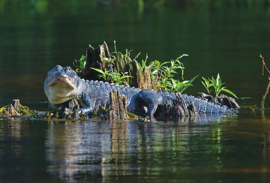 Alligator