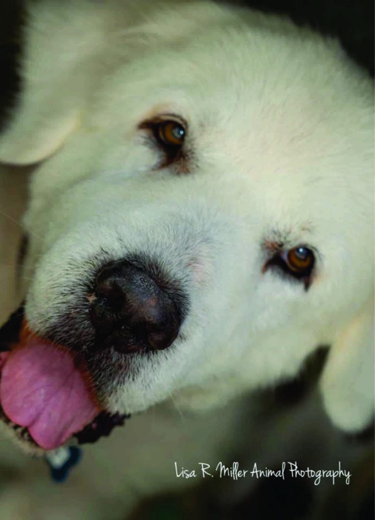 Pet of the month