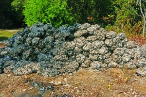Choctawatchee Basin alliance
