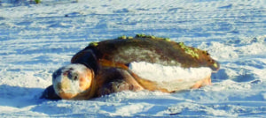 South Walton Turtle Watch