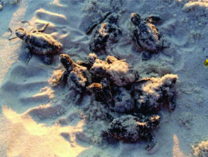 South Walton Turtle Watch