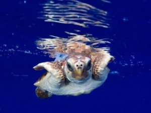 Loggerhead Released In Gulf Stream Off Southeast Florida Coast