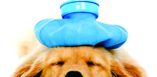 Sick Dog Placeholder
