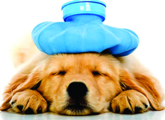Sick Dog Placeholder