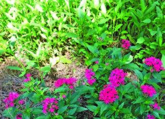 Green Thumb