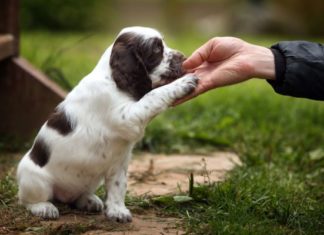Dogs