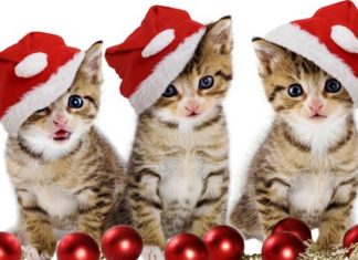 Pets In Christmas