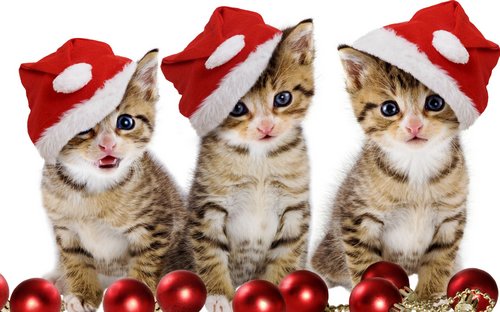 Pets In Christmas