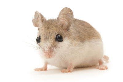 Beach Mouse