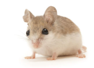 Beach Mouse