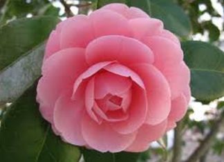 Camelia