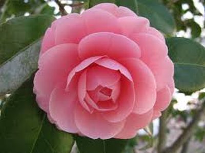 Camelia