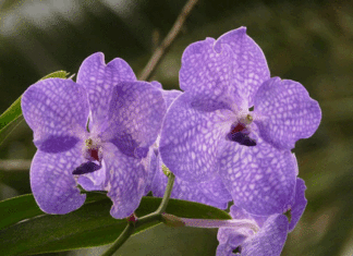 Garden Club