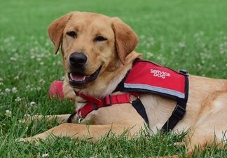 Service Dog