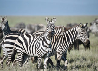 Tarangire National Park