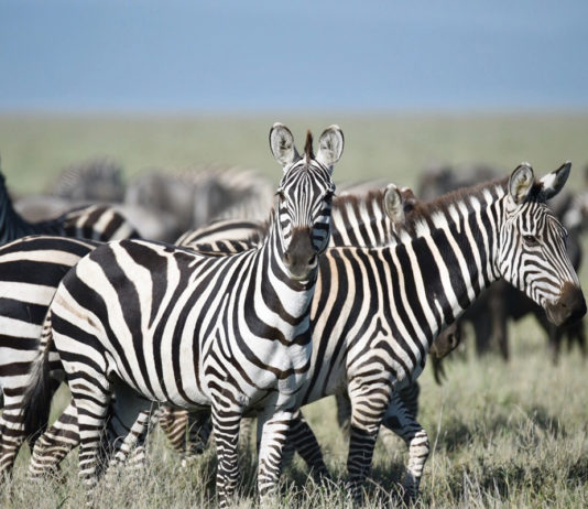 Tarangire National Park