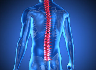 Spine