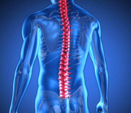 Spine