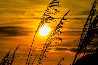 Golden Rays
