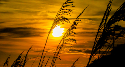 Golden Rays