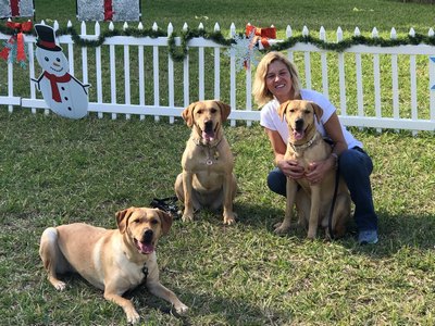 K9 Liberty With Board Member Carrie Fry. Liberty Is The Mother Of The Two Dogs From Our Bred For Purpose Program (sadie Mae And Lucy)