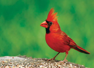 Pastor Cardinal