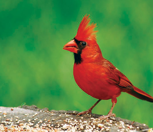 Pastor Cardinal