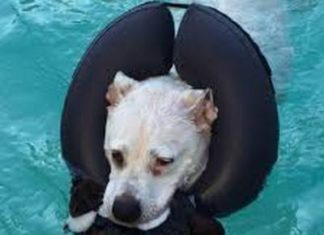 30a Animal Wellness