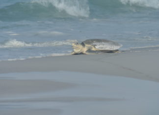 Turtle