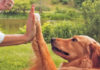 A Dog High Fiving Doing A Trick For A Treat