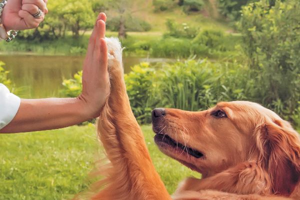 A Dog High Fiving Doing A Trick For A Treat