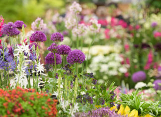 Chelsea Flower Show