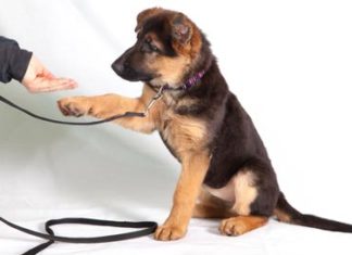 Dog Training Tips