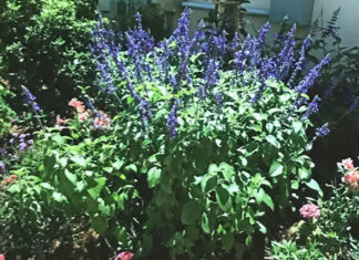 Green Thumb