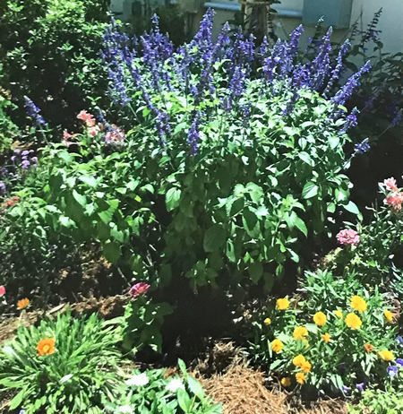 Green Thumb