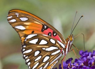 Gulf Fritillary
