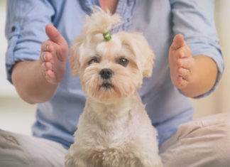 Healing Touch For Animals