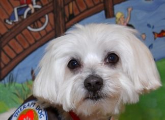 Riley Vertical Eccac Therapy Dog 2015 2