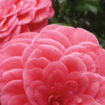 Eden Gardens Camellia
