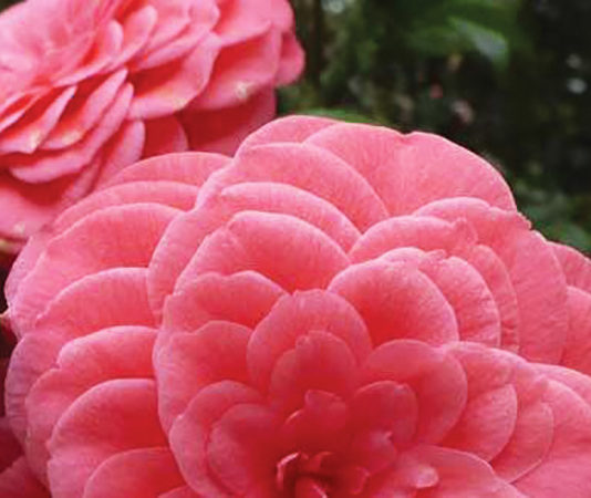 Eden Gardens Camellia