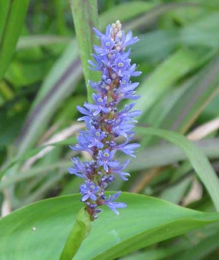 Master Gardeners