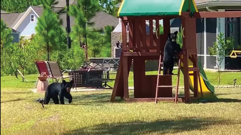 Bear Cub Playhouse Ladder