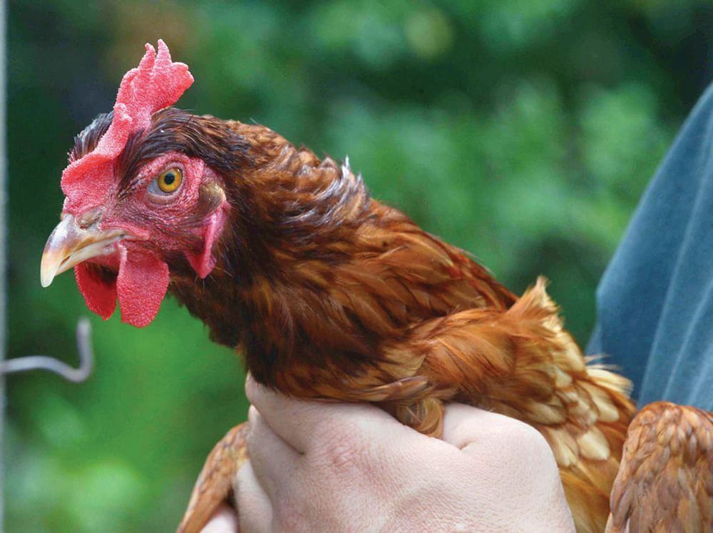 Sentinel Chicken