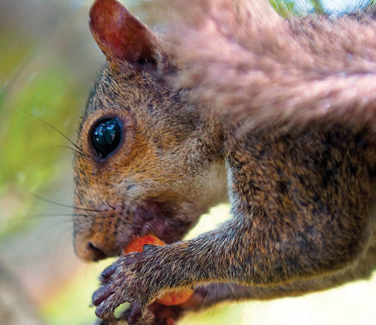Squirrel
