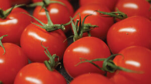 Tomatoes