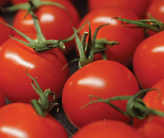 Tomatoes