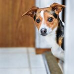 Curious Terrier Looking Around Corner