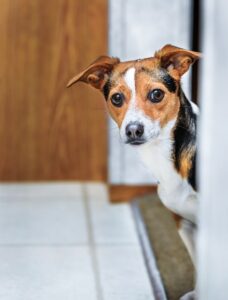 Curious Terrier Looking Around Corner