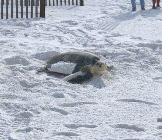 Turtle Nesting Season Featured