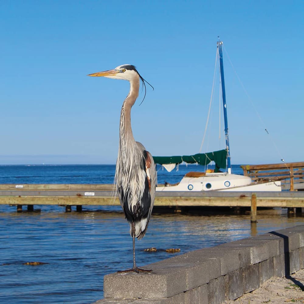 Protecting One of Our Community’s Greatest Assets: The Choctawhatchee Bay